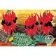 WATERMARK GREETING CARD STURTS DESERT PEA